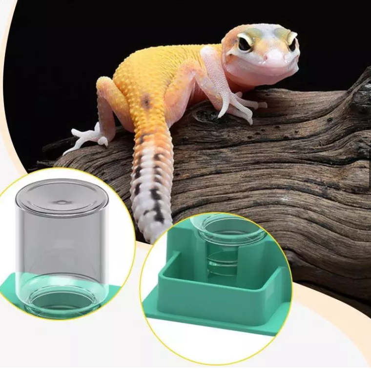 Ioensy Automatic Water Bowl for Reptiles with Bottle for Chameleons, Geckos And Turtles