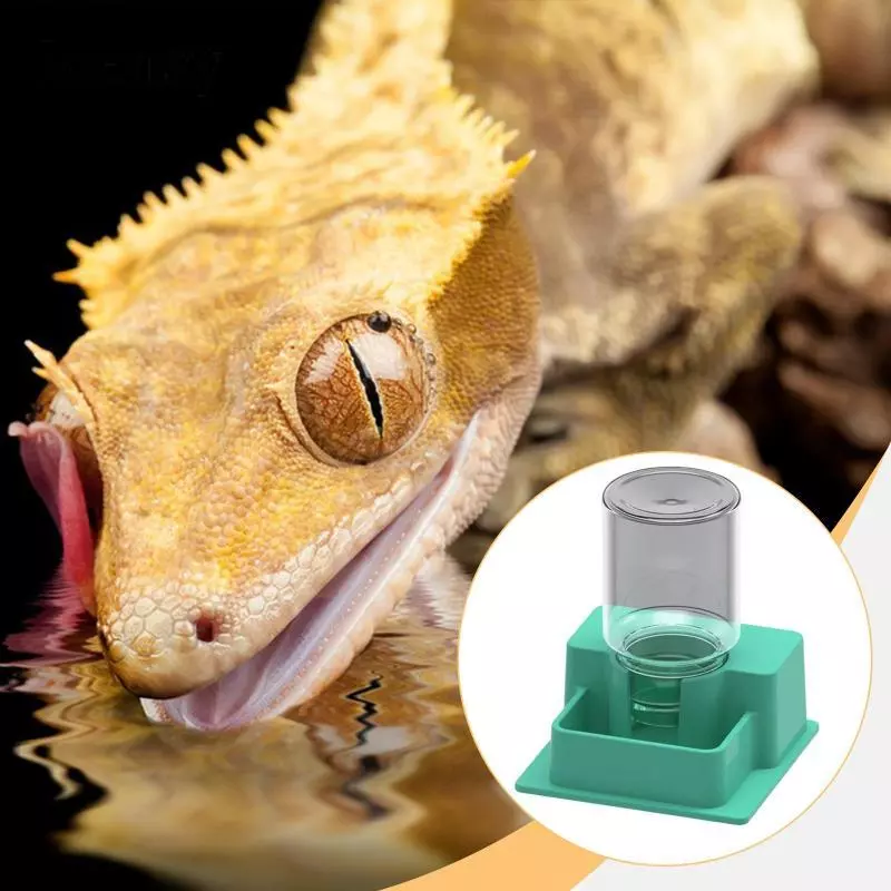Ioensy Automatic Water Bowl for Reptiles with Bottle for Chameleons, Geckos And Turtles